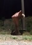 OCA LA VACCA:BATTONA IN STRADA PROSTITUTA SCHIAVA 3285932523