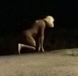 OCA LA VACCA:BATTONA DI STRADA PROSTITUTA SCHIAVA 3285932523